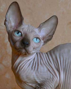 Sphynx from mars cats