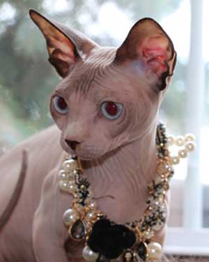 Sphynx from mars cats